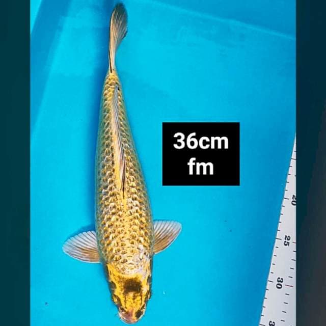 Gold mukashi 36cm