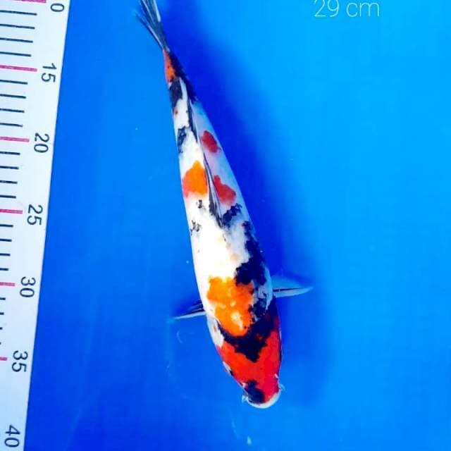 Showa 29 cm