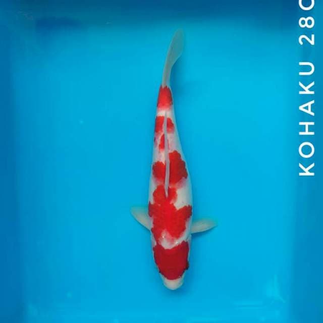 #KOHAKU #28 CM
