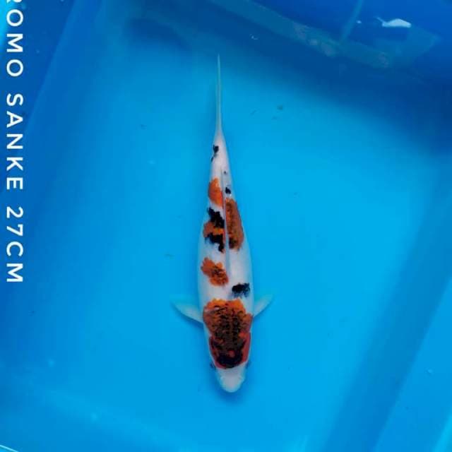 #KOROMO SANKE #27 CM