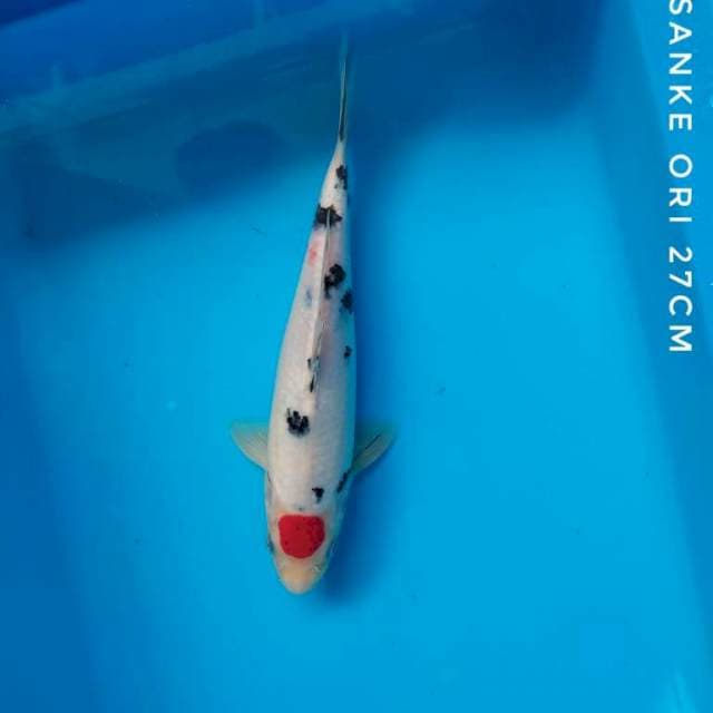 #TANCHO SANKE #27 CM