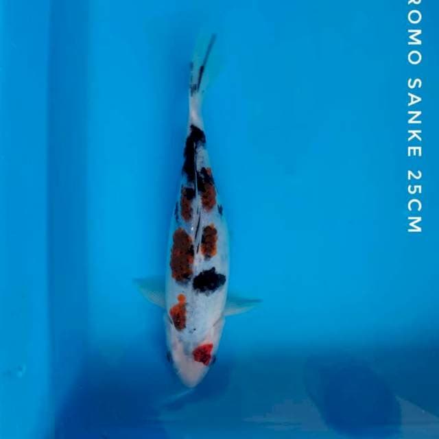 #GOROMO SANKE #27 CM
