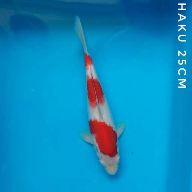KOHAKU 25CM