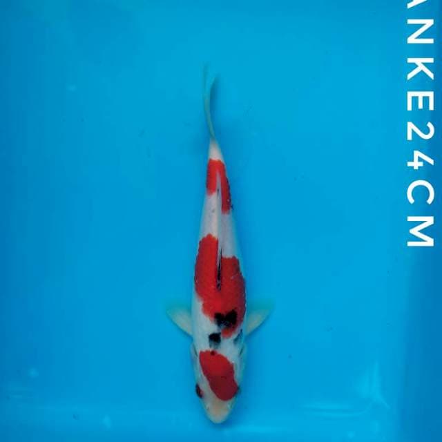 SANKE 24CM