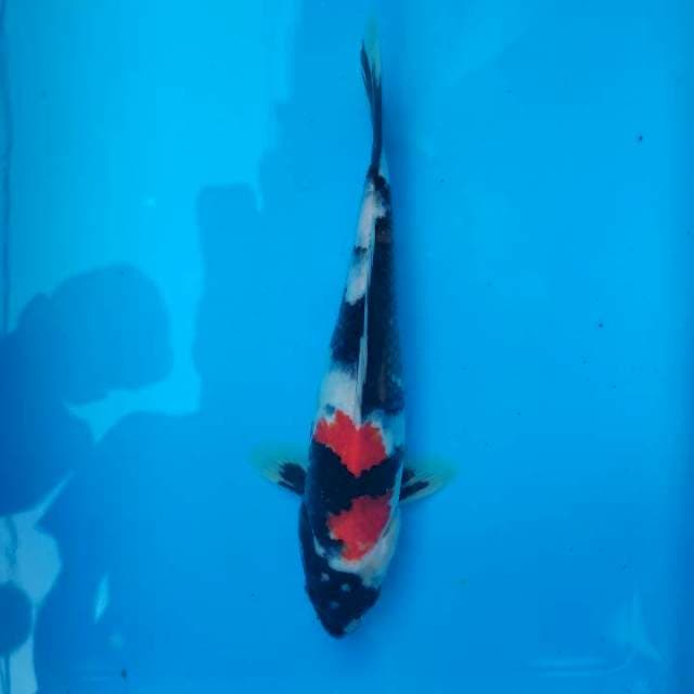 SHOWA 26CM