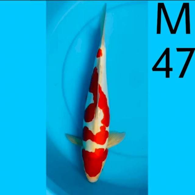 KOHAKU 47CM