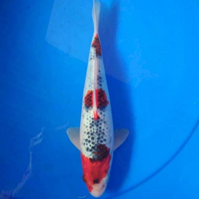 Goshiki 25 cm