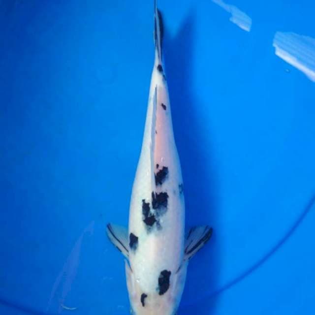 Bekko 27 cm