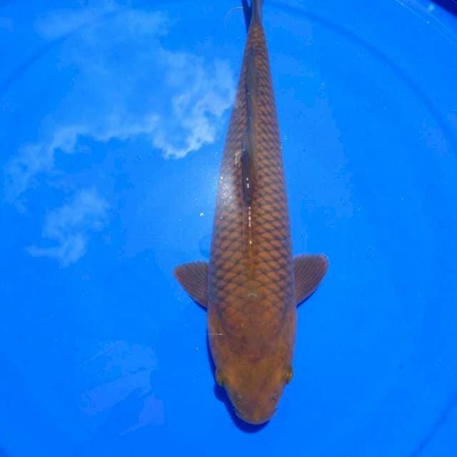 Chagoi 34 cm