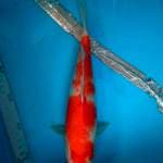 Kohaku 30 cm