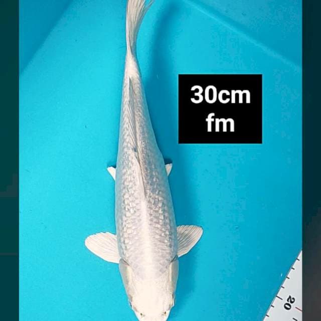 Platinum salju ginrin 30cm