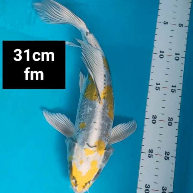 Kumpay kiko jos 31cm
