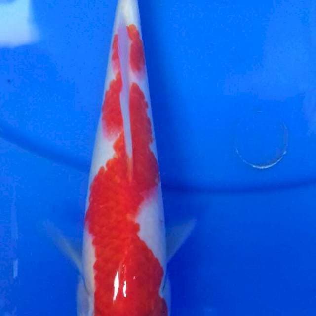 Kohaku inazuma 19 cm