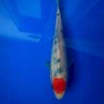 Tancho sanke 21 cm