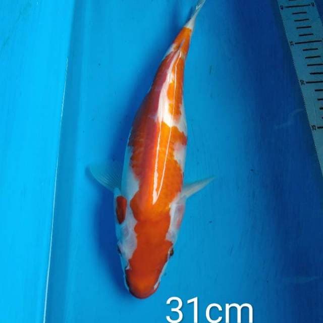 Kohaku size 31cm