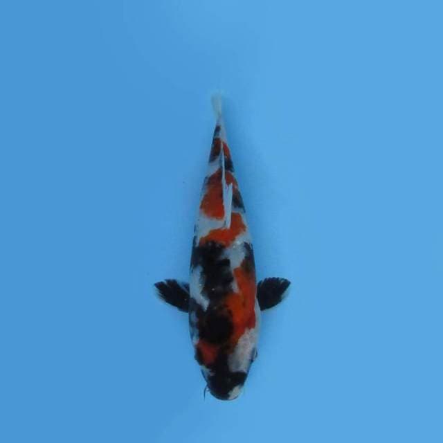21CM - SHOWA
