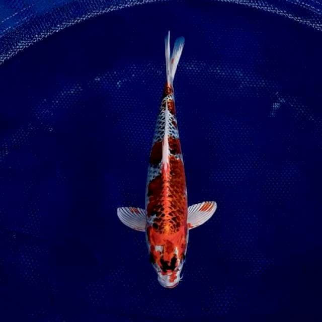 Kujaku red male
