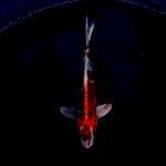 Kujaku red male