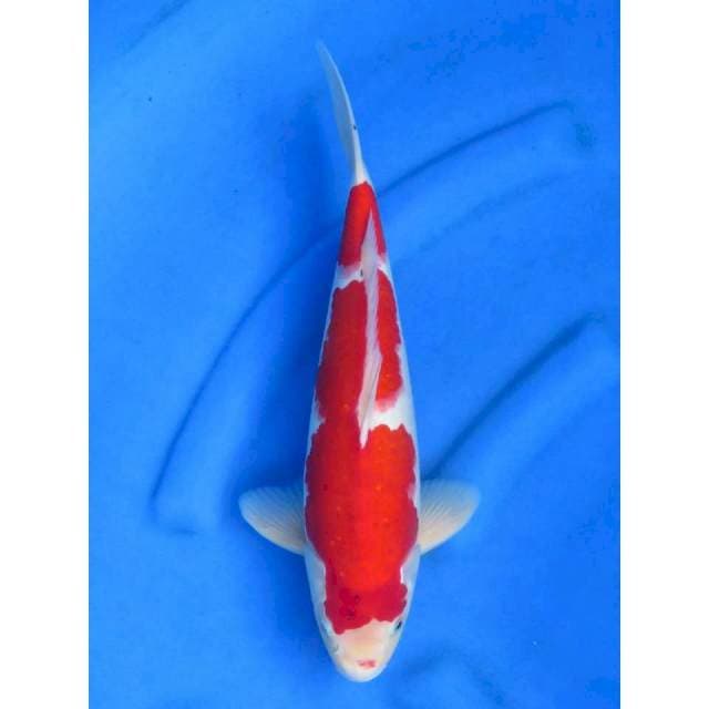 36cm - Red Koromo