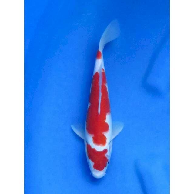 25cm - Red Kohaku Ori