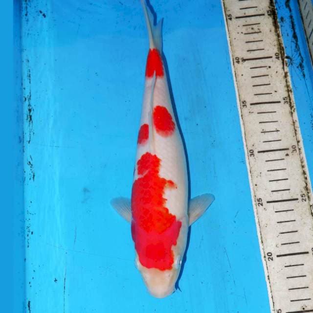 KOHAKU