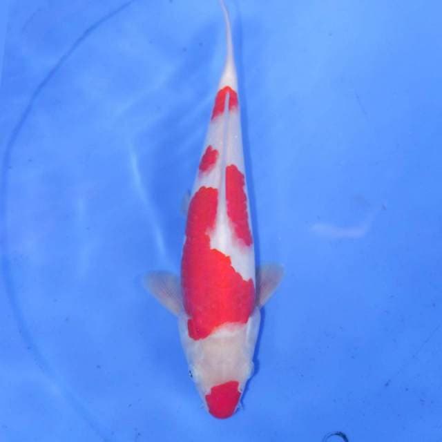 KOHAKU
