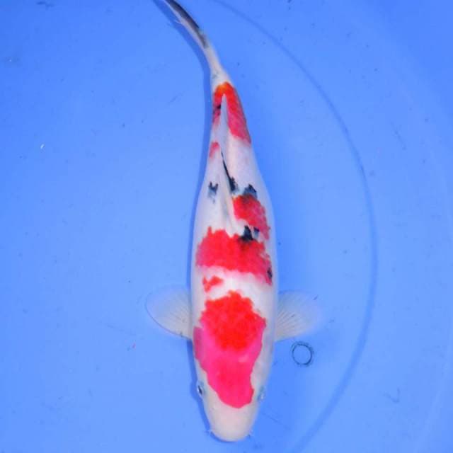 30cm SANKE
