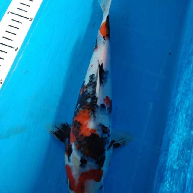 Kinday showa sq 30cm