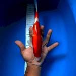 Kohaku red strong