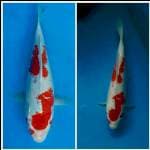  red goshiki 30cm.