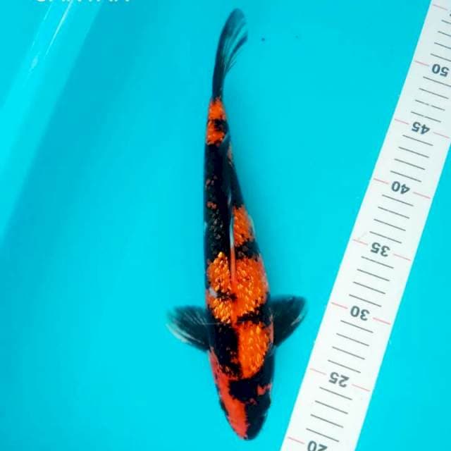 HI UTSURI GINRIN 30 CM JANTAN