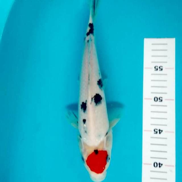 TANCHO SANKE 30 CM JANTAN