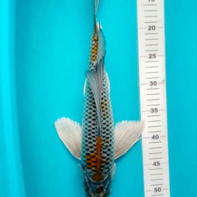 KUMPAY OCHIBA 43 CM