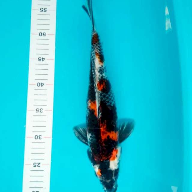 KAGE SHOWA 36 CM
