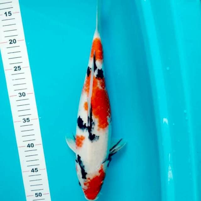 SHOWA TATEGOI 37 CM