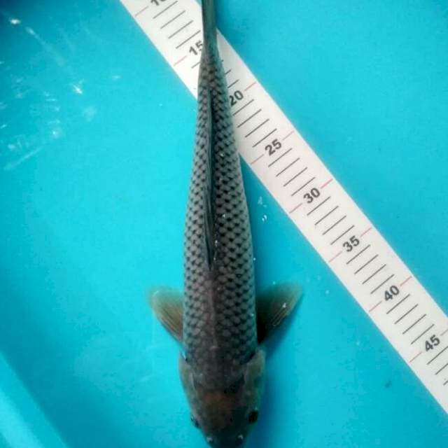 SORAGOI 39 CM JANTAN
