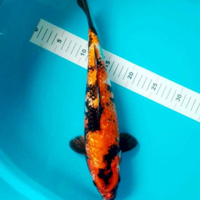 HI SHOWA GINRIN 37 CM
