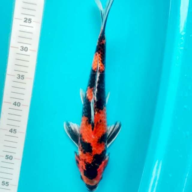 HI UTSURI 35 CM JANTAN