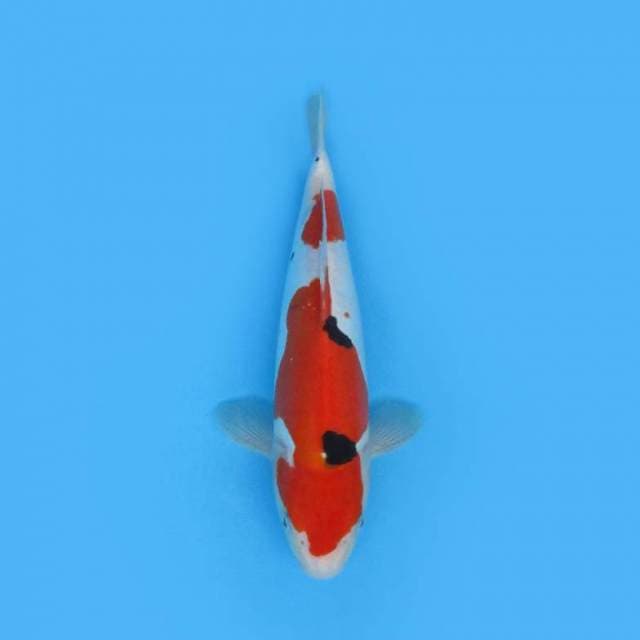 Sanke Doitsu 31 Cm