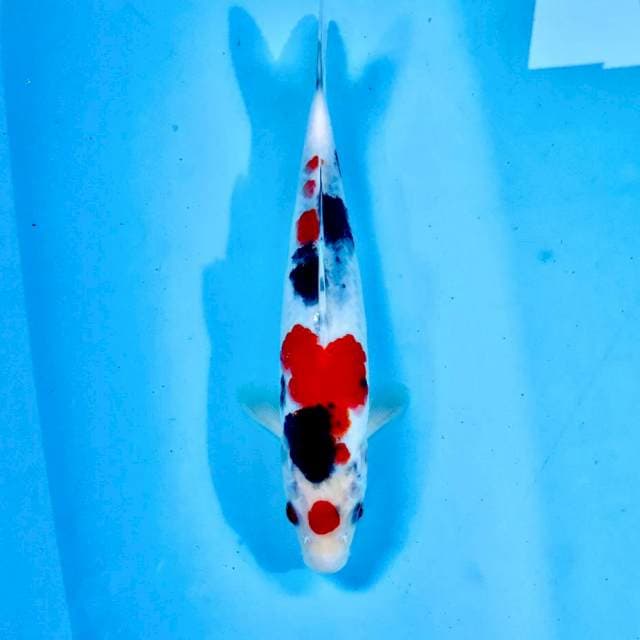 Sanke, 26 cm