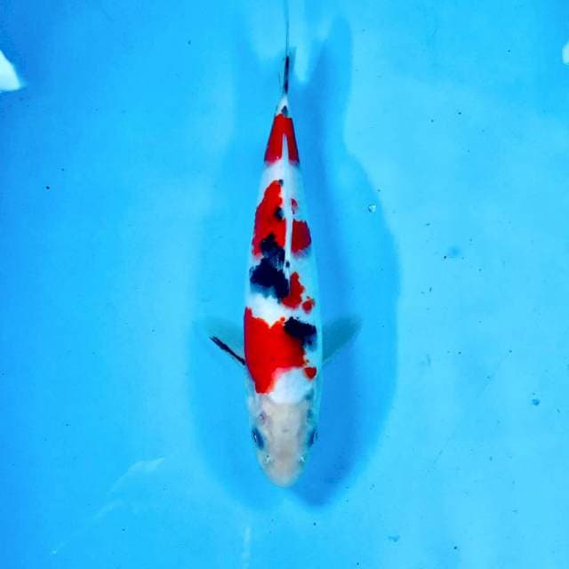 Sanke, male 23 cm