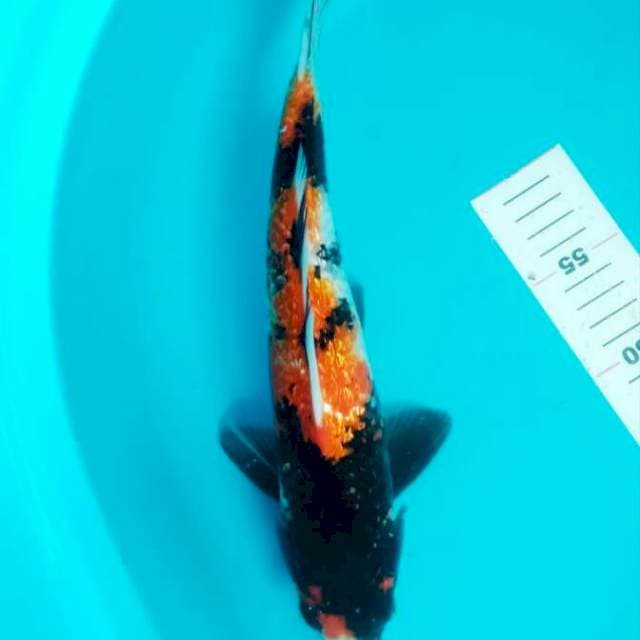 SHOWA GINRIN 34 CM JANTAN