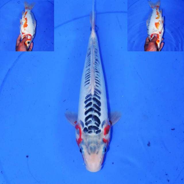 SURIDO SHUSUI 32cm
