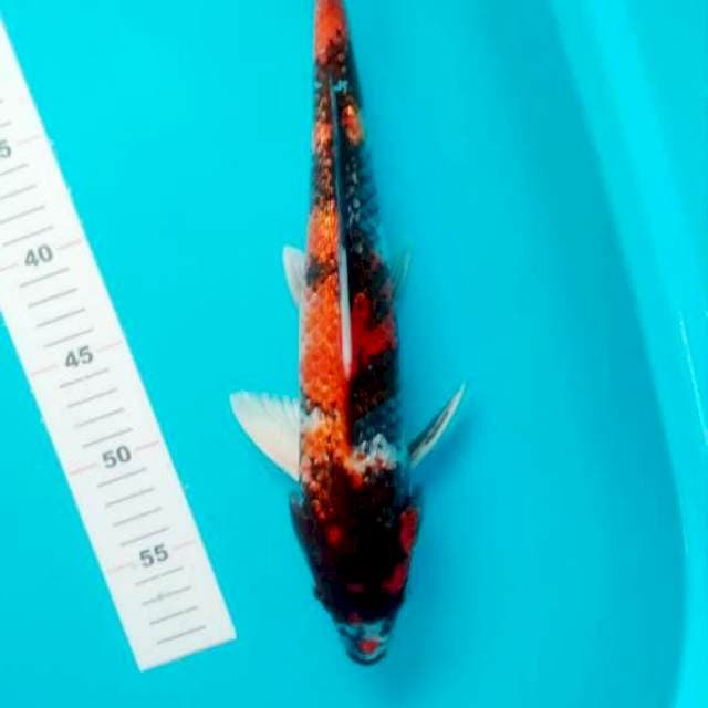 SHOWA GINRIN 36 CM