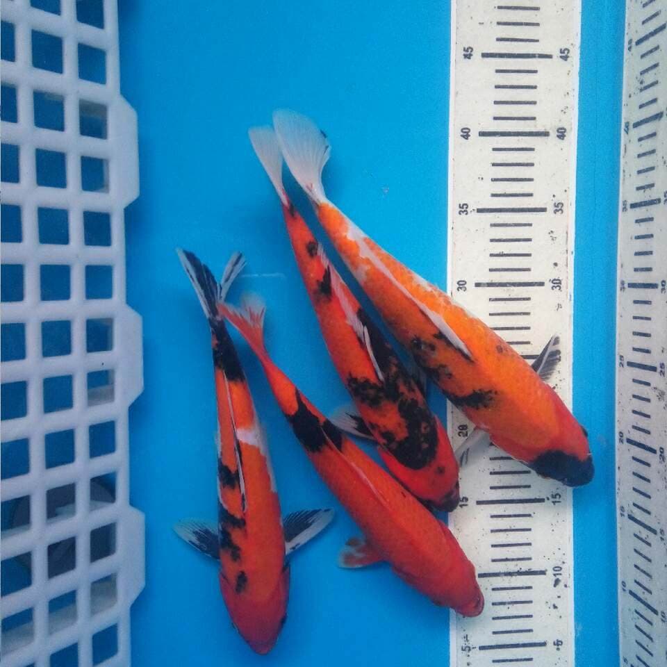 Mix utsuri