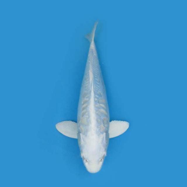 Platinum 39 Cm