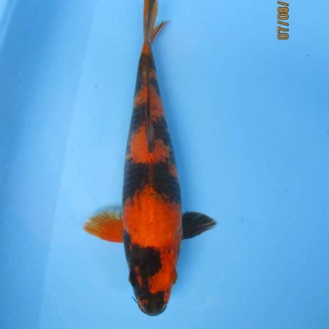 Utsuri