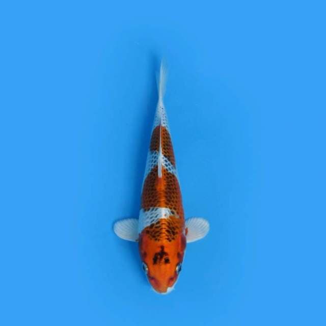 25CM - KUJAKU