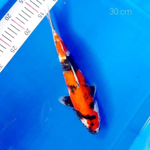 Showa 30 cm