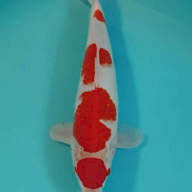 Kohaku